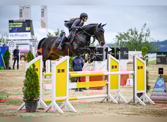 Selle Français, Mare, 16 years, 16,1 hh, Bay-Dark