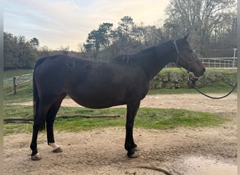 Selle Français, Mare, 16 years, 16,1 hh