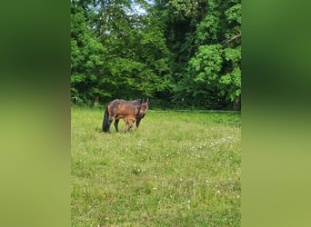 Selle Français, Mare, 16 years, 16,2 hh, Bay-Dark