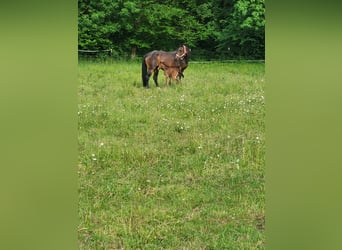 Selle Français, Mare, 16 years, 16,2 hh