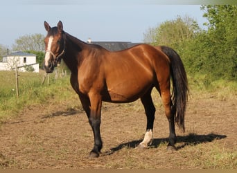 Selle Français, Mare, 17 years, 16.1 hh, Brown-Light