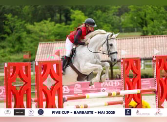 Selle Français, Mare, 17 years, 16,2 hh, Gray