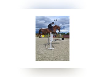 Selle Français, Mare, 17 years, 17.1 hh, Chestnut
