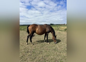 Selle Français, Mare, 18 years, 16 hh, Bay-Dark