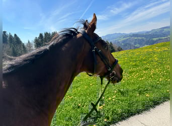 Selle Français, Mare, 18 years, 16 hh, Brown