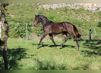 Selle Français, Mare, 1 year, 15.2 hh, Bay-Dark