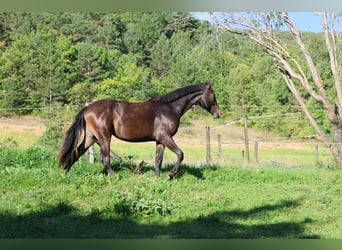 Selle Français, Mare, 1 year, 15.2 hh, Bay-Dark