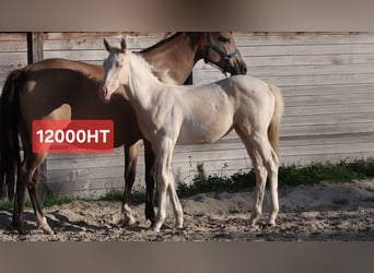 Selle Français, Mare, 1 year, 16.1 hh, Cremello