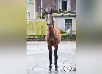 Selle Français, Mare, 1 year, 16.1 hh, Gray