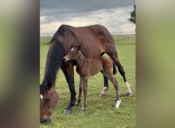 Selle Français, Mare, 1 year, 16.2 hh, Brown