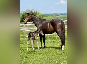 Selle Français, Mare, 1 year, 16 hh, Black