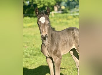 Selle Français, Mare, 1 year, 16 hh, Black