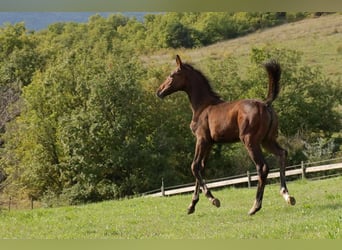 Selle Français, Mare, 1 year, 16 hh, Brown