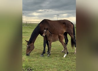 Selle Français, Mare, 1 year, 16,2 hh, Brown