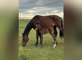 Selle Français, Mare, 1 year, 16,2 hh, Brown