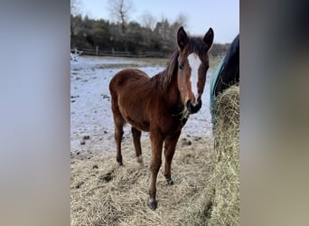 Selle Français, Mare, 1 year, Brown
