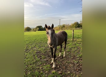 Selle Français, Mare, 1 year, Gray