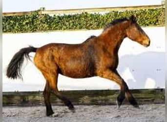 Selle Français, Mare, 21 years, 16 hh, Brown