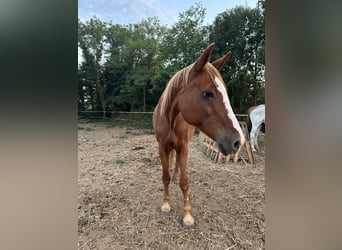 Selle Français, Mare, 27 years, 16 hh, Chestnut-Red