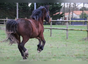 Selle Français Mix, Mare, 2 years, 15.1 hh, Brown