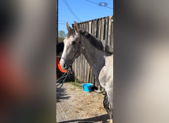 Selle Français, Mare, 2 years, 15.2 hh, Grey