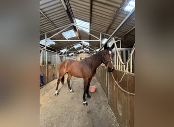 Selle Français, Mare, 2 years, 15,2 hh, Brown