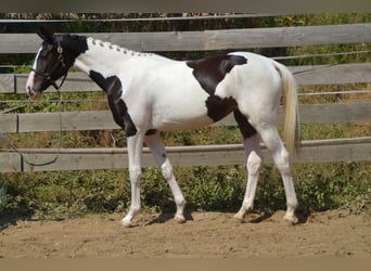 Selle Français, Mare, 2 years, 16.1 hh, Pinto