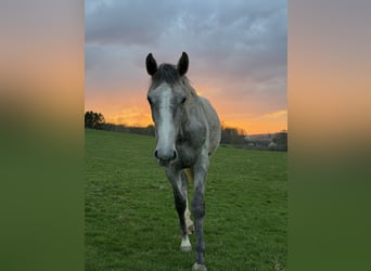 Selle Français, Mare, 2 years, 16 hh, Grey