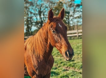 Selle Français, Mare, 2 years, 16,2 hh, Chestnut-Red