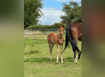Selle Français, Mare, 2 years, 16,2 hh, Chestnut-Red