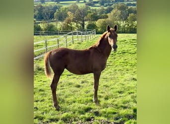 Selle Français, Mare, 2 years, 16,2 hh, Chestnut-Red