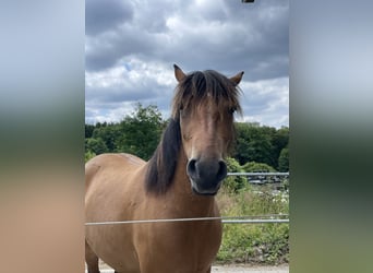 Selle Français Mix, Mare, 3 years, 13,3 hh
