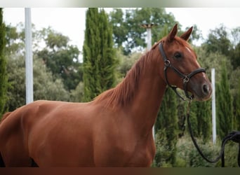 Selle Français, Mare, 3 years, 15.2 hh, Chestnut-Red