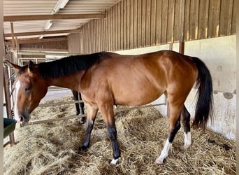 Selle Français, Mare, 3 years, 15.3 hh, Brown