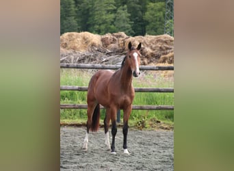 Selle Français, Mare, 3 years, 15.3 hh, Brown