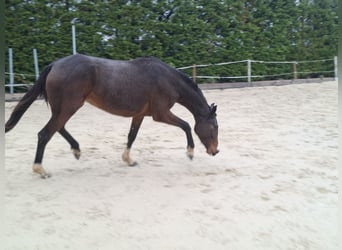 Selle Français, Mare, 3 years, 15,2 hh, Brown