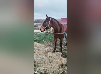Selle Français, Mare, 3 years, 15,2 hh, Brown