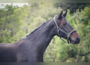 Selle Français, Mare, 3 years, 16 hh, Bay-Dark