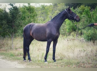 Selle Français, Mare, 3 years, 16 hh, Bay-Dark