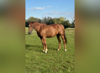 Selle Français, Mare, 3 years, 16 hh, Sorrel