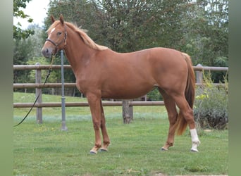Selle Français, Mare, 3 years, Chestnut-Red