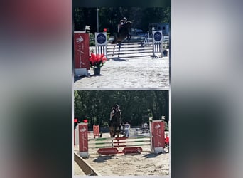 Selle Français, Mare, 4 years, 15.1 hh, Brown