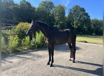 Selle Français, Mare, 4 years, 15.2 hh, Bay-Dark
