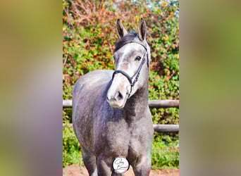 Selle Français, Mare, 4 years, 15.2 hh, Gray