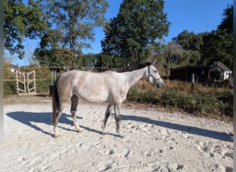 Selle Français, Mare, 4 years, 15.3 hh, Grey