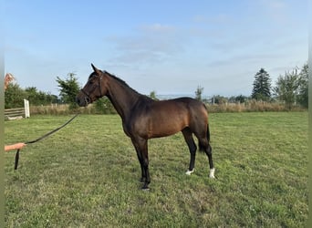 Selle Français, Mare, 4 years, 15,3 hh, Brown