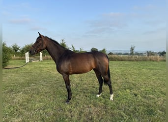Selle Français, Mare, 4 years, 15,3 hh, Brown