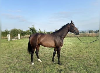 Selle Français, Mare, 4 years, 15,3 hh, Brown