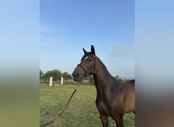 Selle Français, Mare, 4 years, 15,3 hh, Brown