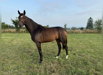 Selle Français, Mare, 4 years, 15,3 hh, Brown